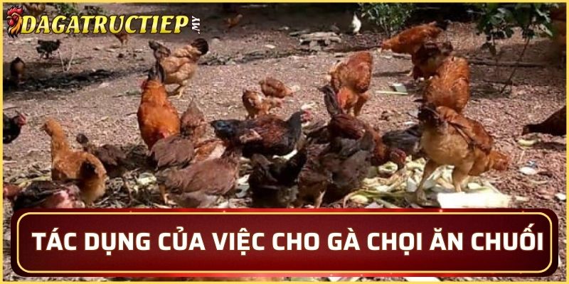 Tác dụng của việc cho gà chọi ăn chuối