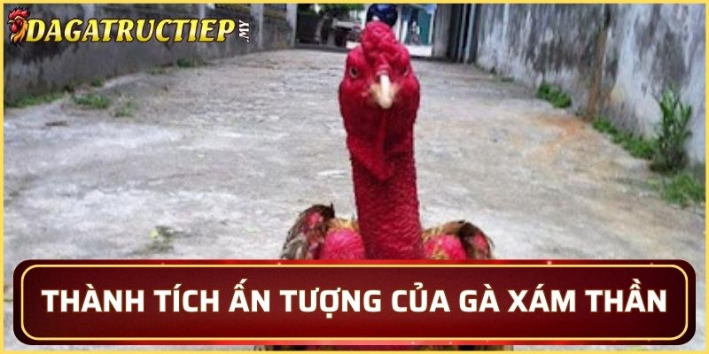 Thành tích hiếm có của chiến kê Xám Thần