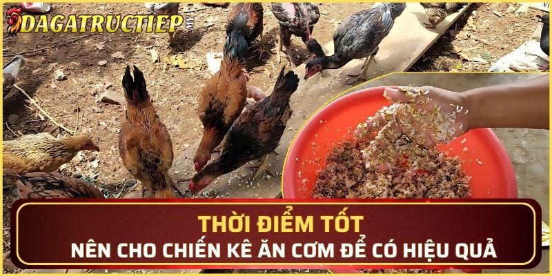 Thời điểm tốt nên cho chiến kê ăn cơm để có hiệu quả