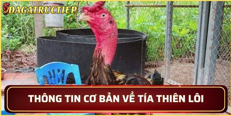 Thông tin cơ bản về Tía Thiên Lôi