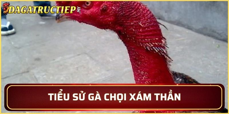 Thông tin có tiểu sử gà Xám Thần
