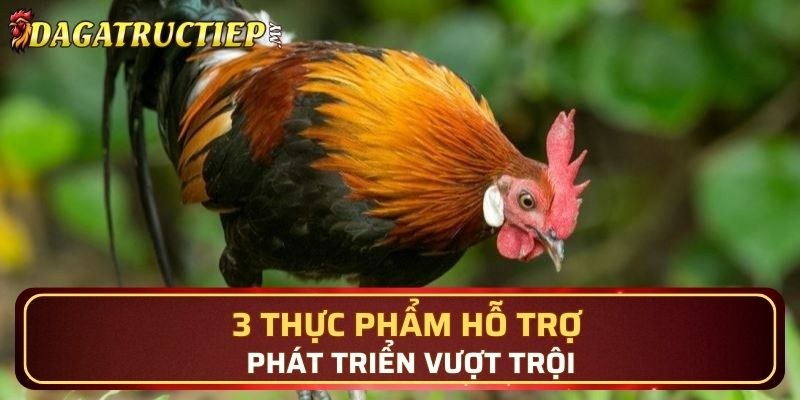 Thực phẩm phù hợp giúp gà phát triển toàn diện