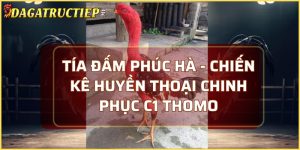 Tía Đấm Phúc Hà