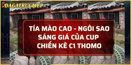 Tía Mào Cao