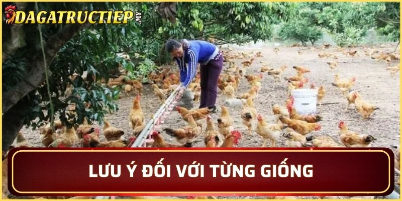 Tiêu chí chọn giống gà đá