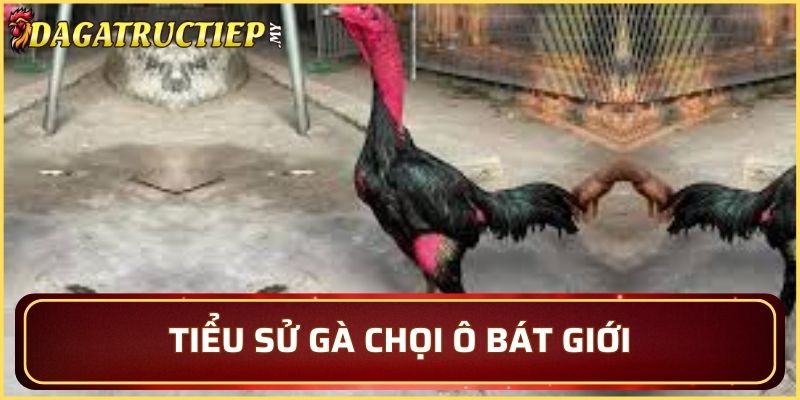 Tiểu sử về gà chọi Ô Bát Giới