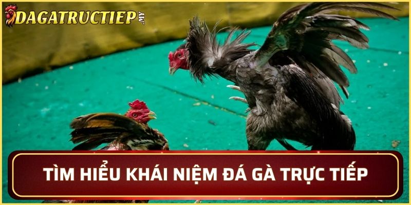 Tìm hiểu rõ ràng về đá gà trực tiếp