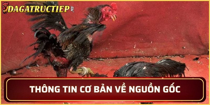 Tìm hiểu về lịch sử của giống gà tại Châu Đốc