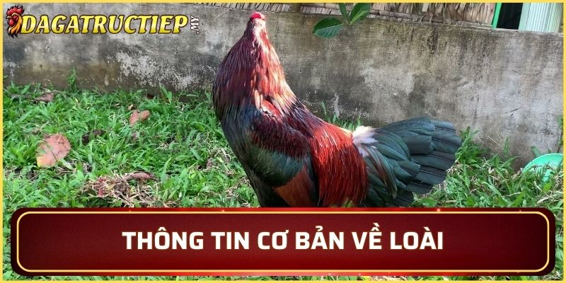 Tìm hiểu về nguồn gốc của giống