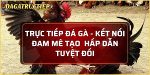 trực tiếp đá gà