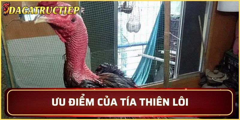 Ưu điểm nổi bật của Tía Thiên Lôi