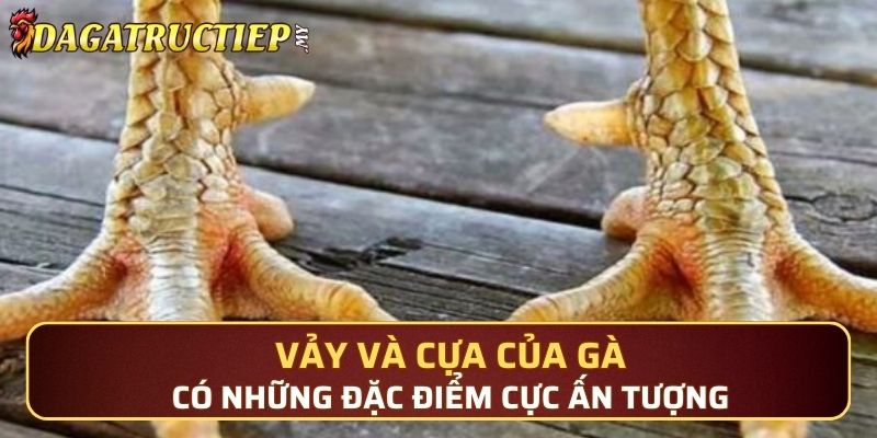 Vảy và cựa của gà có những đặc điểm cực ấn tượng