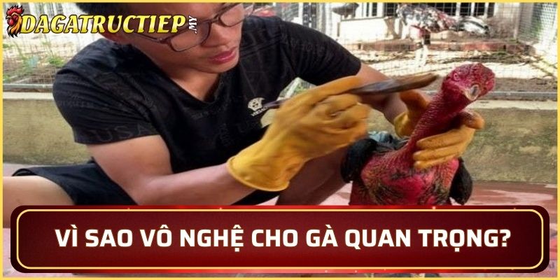 Vì sao vô nghệ cho gà lại quan trọng khi nuôi gà chiến?