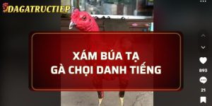 Xám Búa Tạ