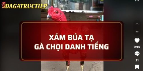 Xám Búa Tạ